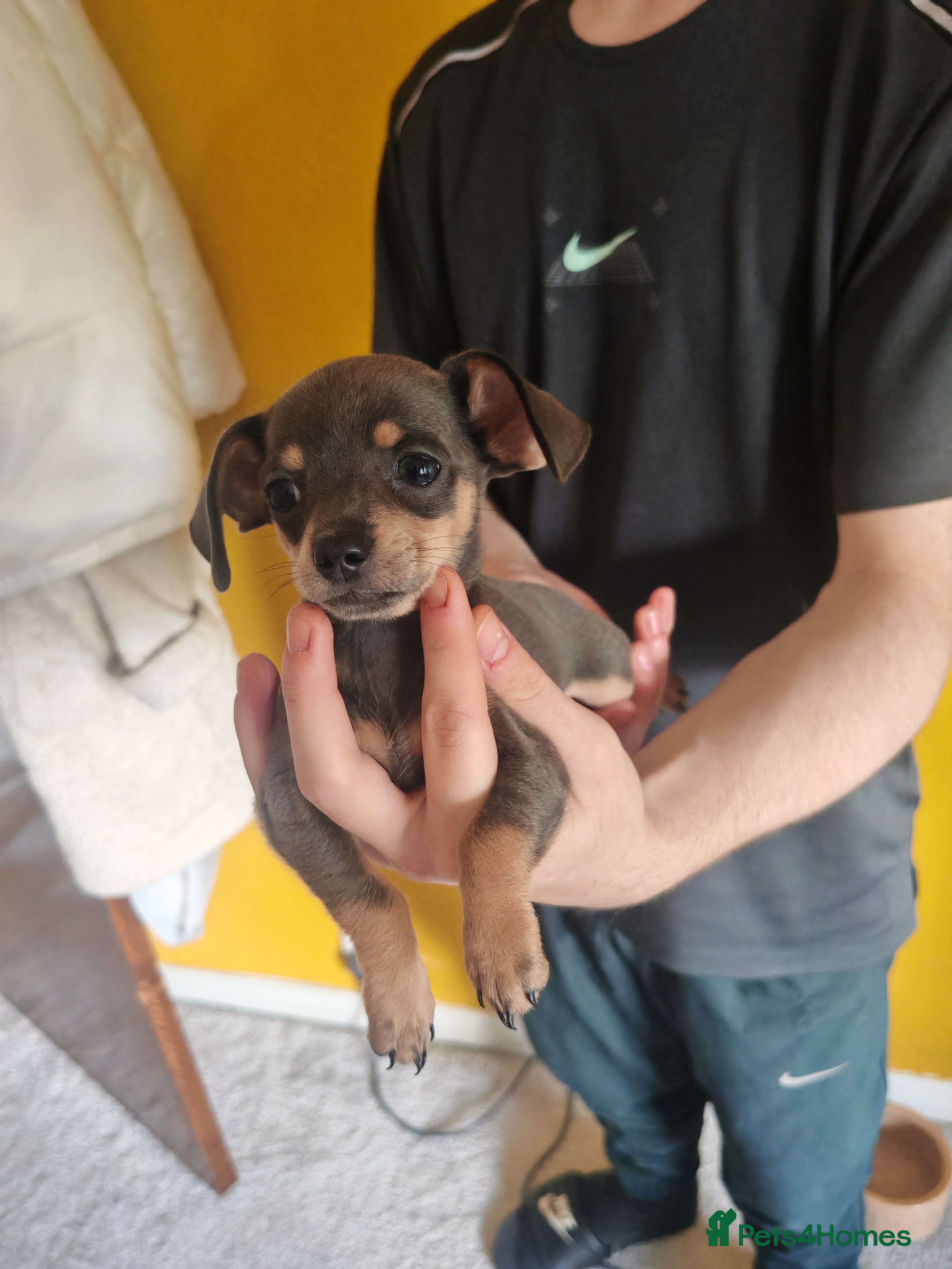 Chiweenie dogs for sale: Chiweenies  - Advert 8