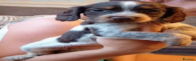 Cocker Spaniel 7