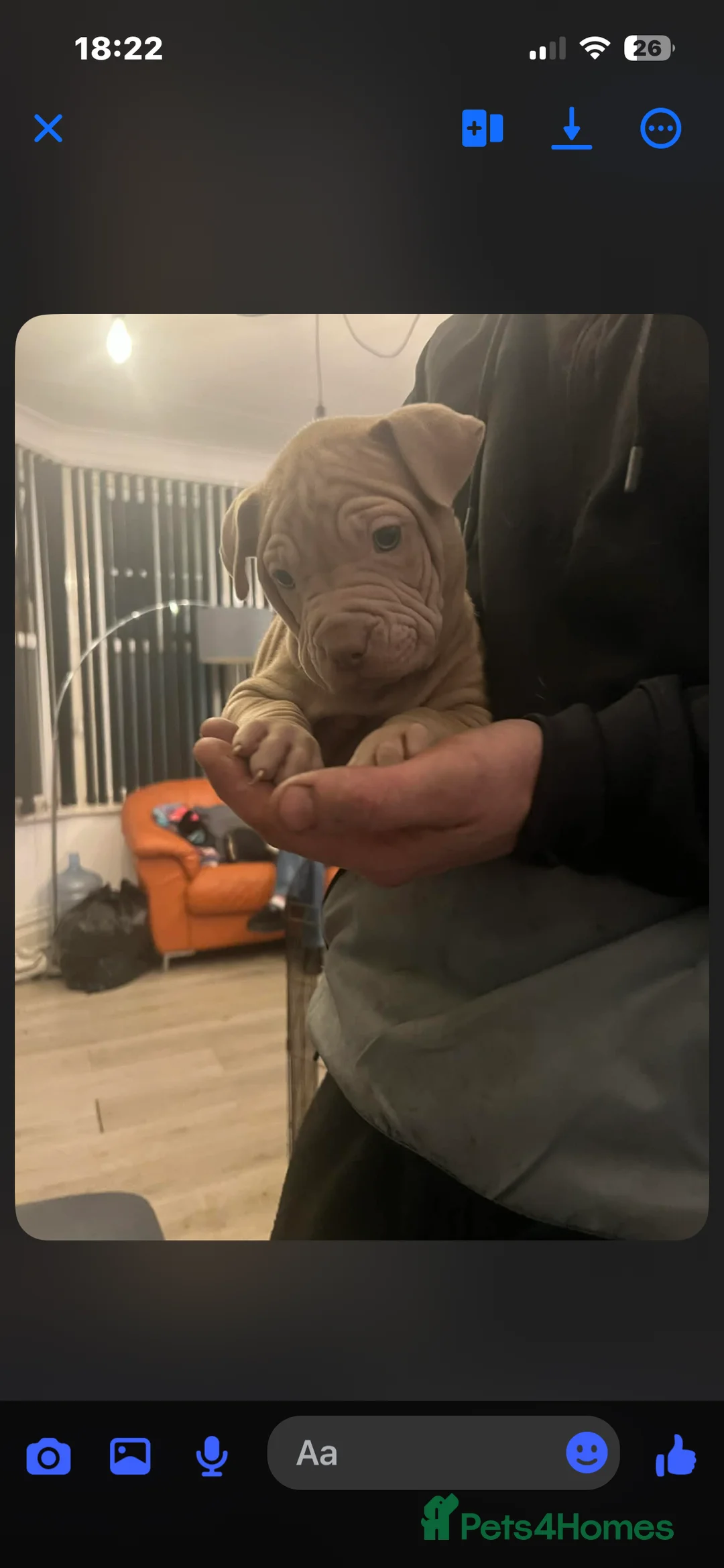 Mixed Breed dogs for sale: Shar pei x pocket bully - Advert 28
