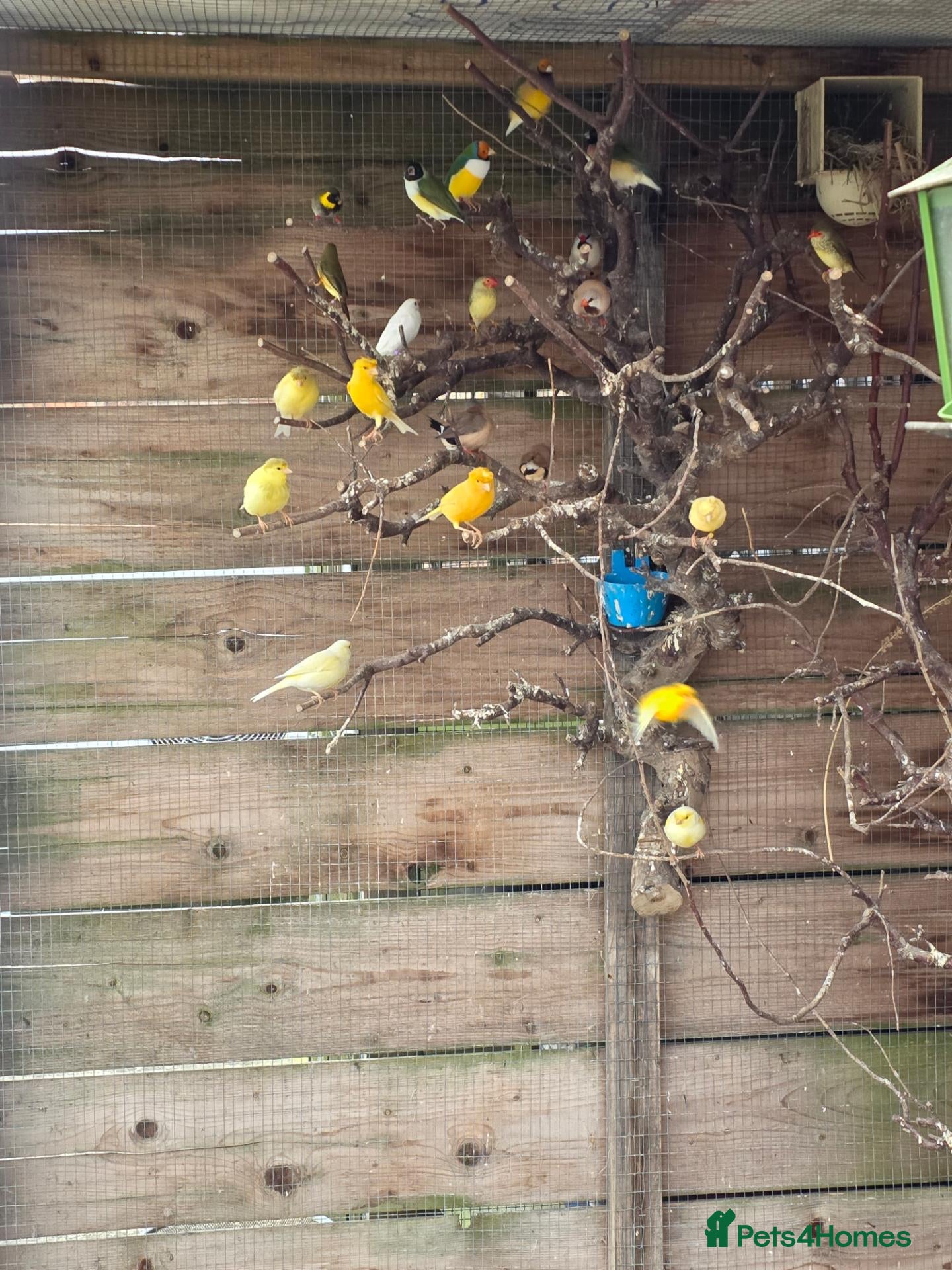 Mixed Breed birds German Crested Canaries - Advert 7