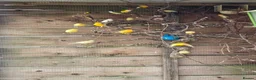 Mixed Breed birds for sale:  Star, Gouldians, Grass Finch and canaries - Advert 2