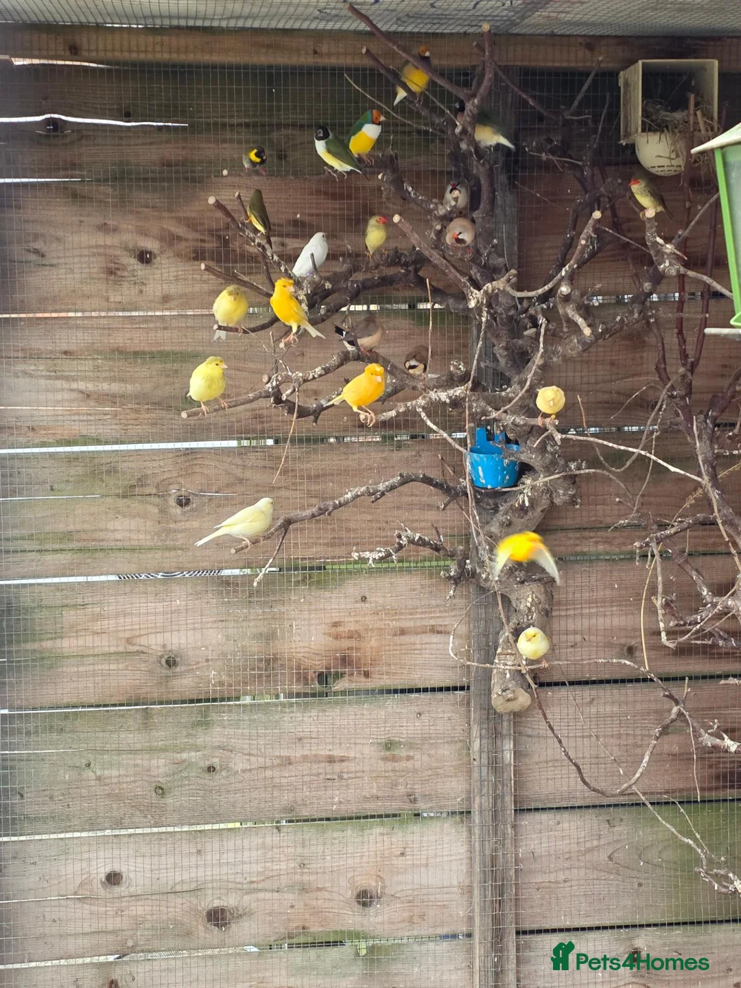 Mixed Breed birds for sale:  Star, Gouldians, Grass Finch and canaries - Advert 2