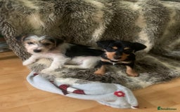 Jack Russell dogs for sale: 2 GORGEOUS JACK RUSSELL PUPPIES READY 4EVER HOME - Advert 3