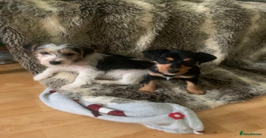 Jack Russell dogs 2 GORGEOUS JACK RUSSELL PUPPIES READY 4EVER HOME - Advert 11