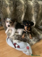 Jack Russell dogs 2 GORGEOUS JACK RUSSELL PUPPIES READY 4EVER HOME - Advert 2