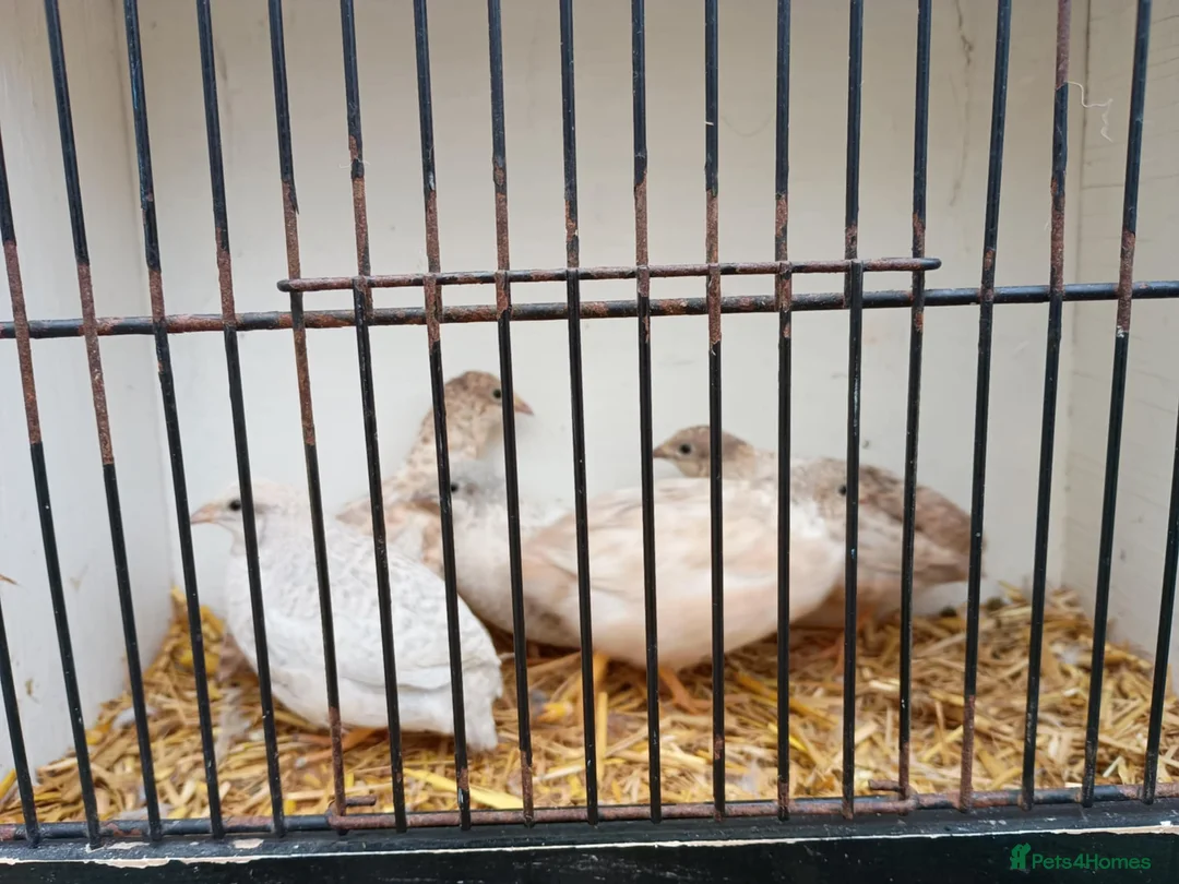 Quail poultry for sale: Chinese painted/button quail - Advert 1