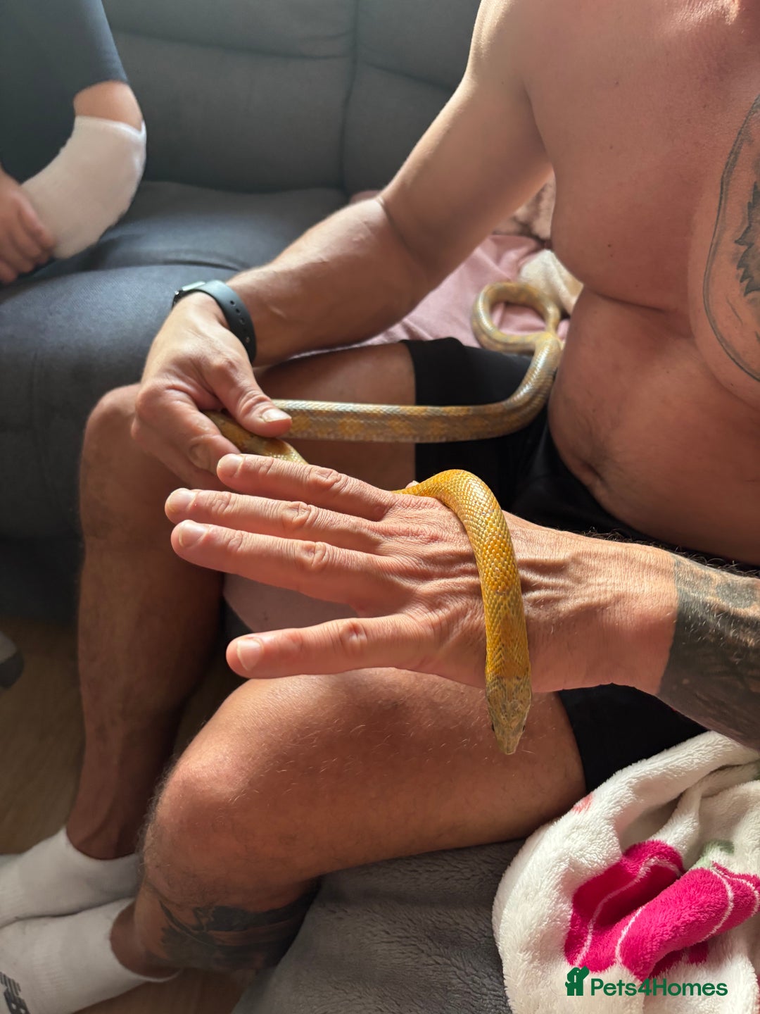 Corn Snake reptiles for sale: Female Yellow beautiful corn snake  - Image 5