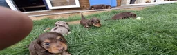Dachshund dogs for sale: Beautiful long haired miniature daschunds . in Gosport - Advert 18
