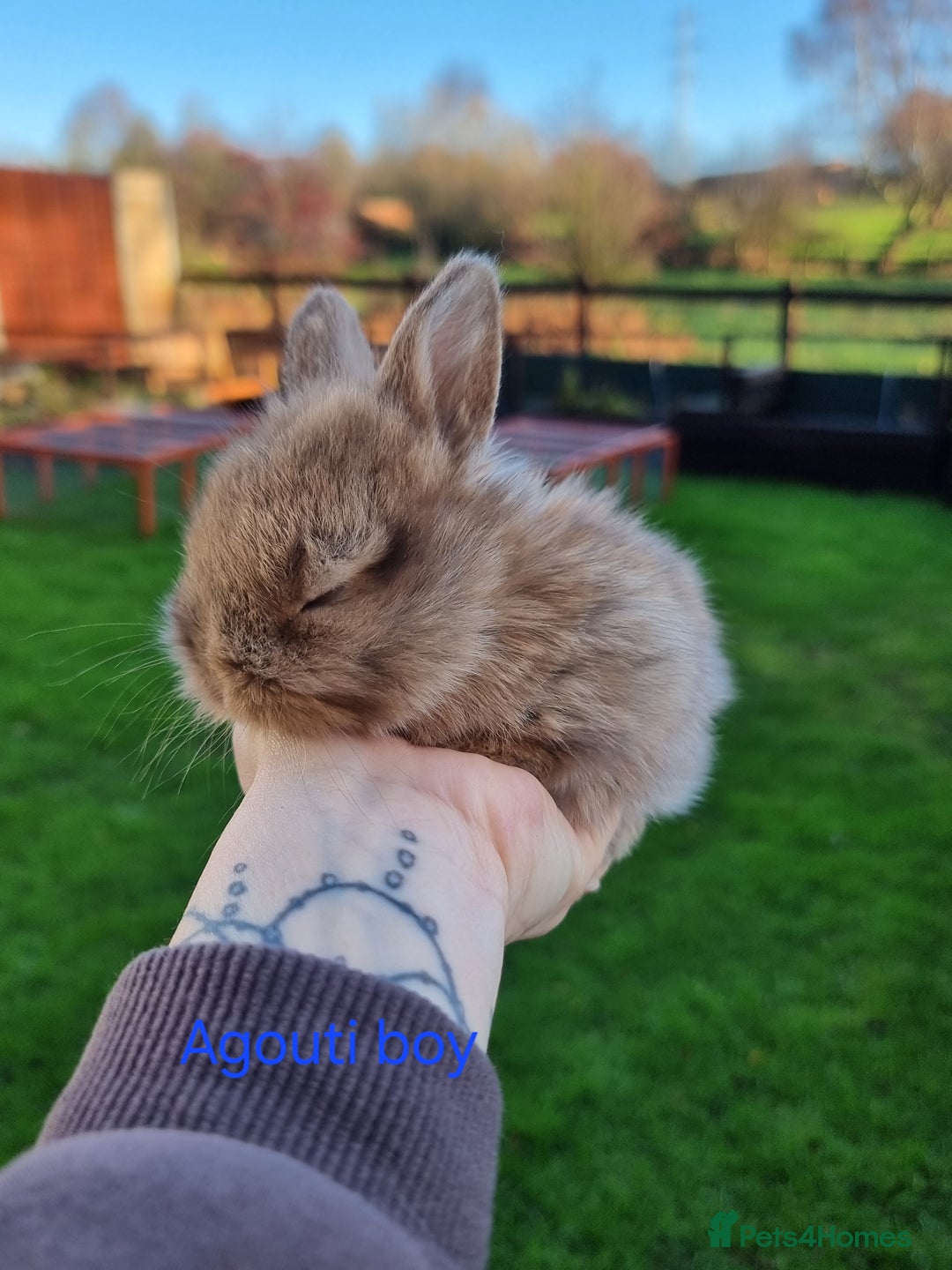 Mini Lion Lop rabbits for sale: Beautiful Mini lion lops ready for  **   - Advert 2