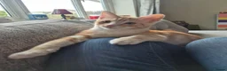 Mixed Breed cats for sale: Pumpkin - Advert 4