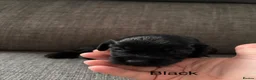 Cockapoo dogs for sale: Litter of 8 cockapoos - Advert 9