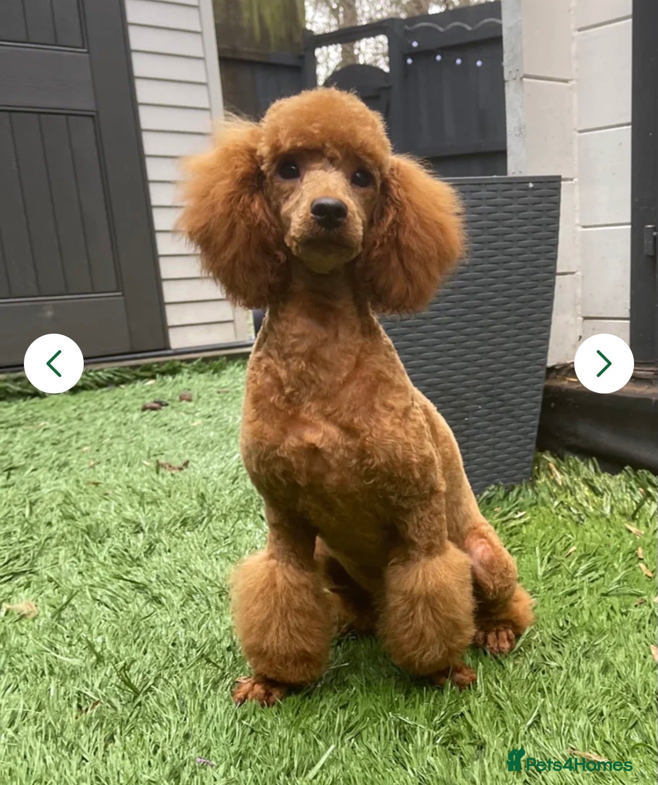 Miniature Poodle dogs 2 stunning boys available. Full kc & DNA clear.  - Advert 2