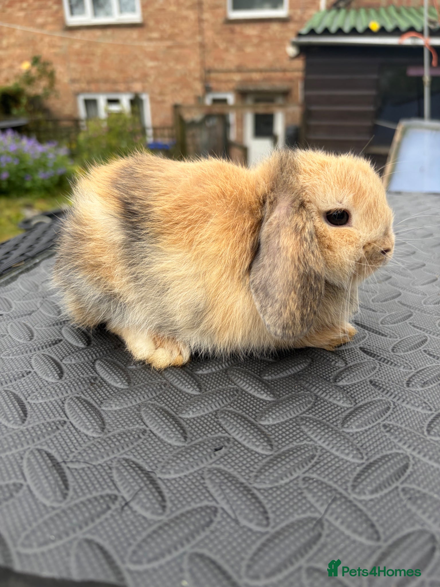 Mini Lop rabbits for sale: Mini Lops for sale  - Advert 3