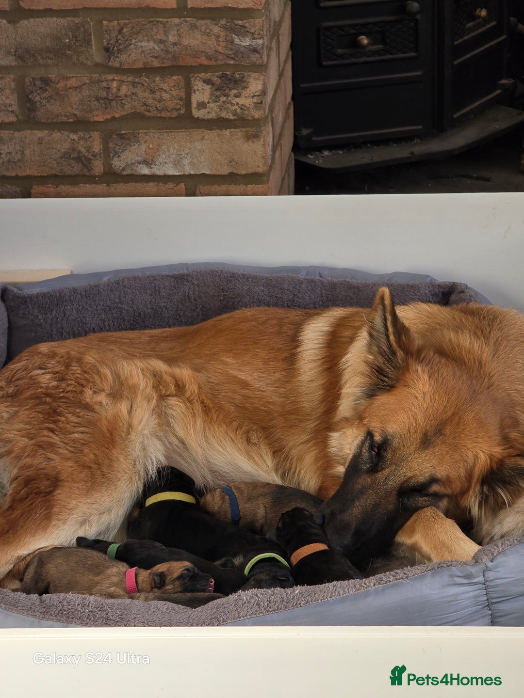 German Shepherd dogs for sale: KC Reg German Shepard's - Advert 10