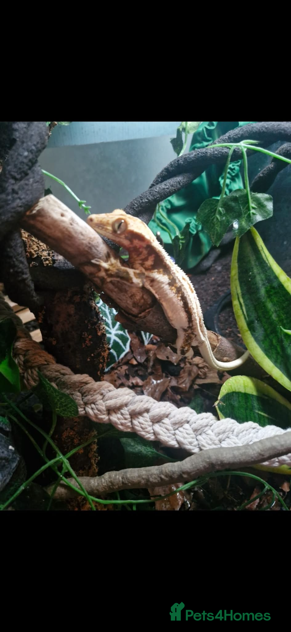 Gecko reptiles Lily white crested gecko & full bio active set up - Advert 4