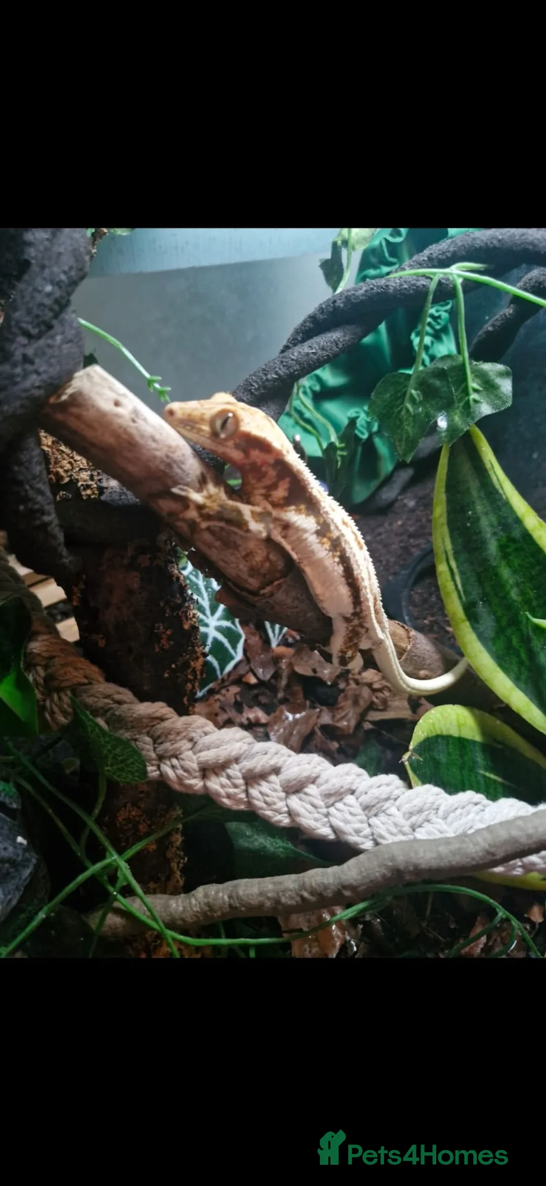 Gecko reptiles for sale: Lily white crested gecko & full bio active set up in Chesham - Advert 1