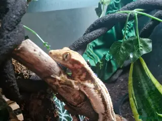 Gecko reptiles Lily white crested gecko & full bio active set up - Advert 4