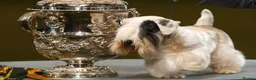 Sealyham Terrier dogs for sale: Beautiful Champion Lines Sealyham Terrier Litter - Advert 15