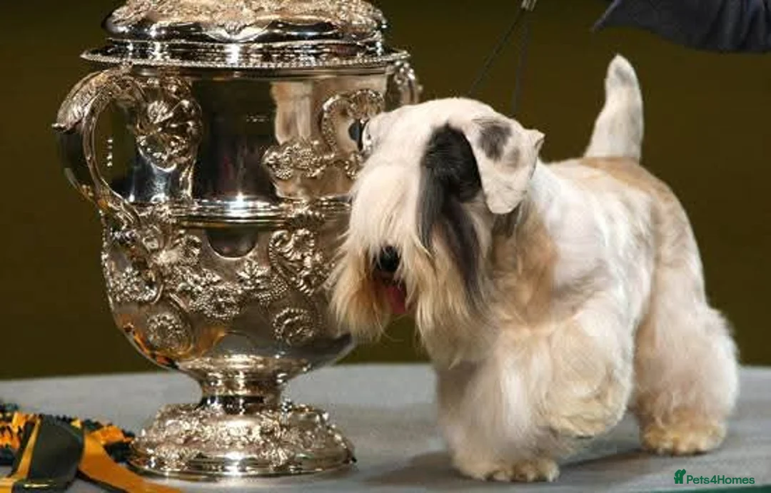 Sealyham Terrier dogs for sale: Beautiful Champion Lines Sealyham Terrier Litter - Advert 15