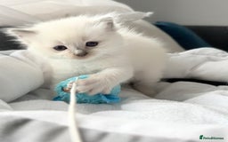 Ragdoll cats for sale: Ragdoll-lovely kittens - Image 6