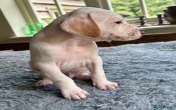 Pointer dogs for sale: KC reg Pointer Puppies - Image 20