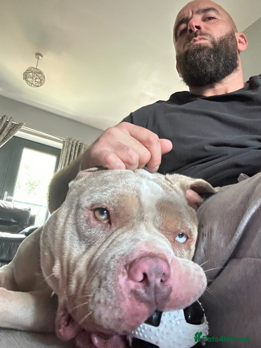 American Bully dogs for stud: Proper stud  - Image 3