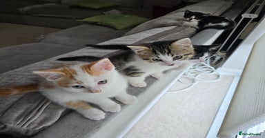 Mixed Breed cats - Advert 5