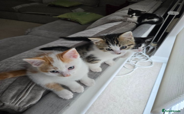 Mixed Breed cats - Advert 1