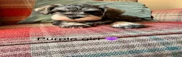 Miniature Schnauzer dogs for sale: KC registered, health tested puppies available  - Advert 4