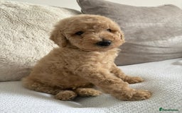 Standard Poodle dogs for sale: Stunning KC Standard Poodle Puppies for sale - Image 14