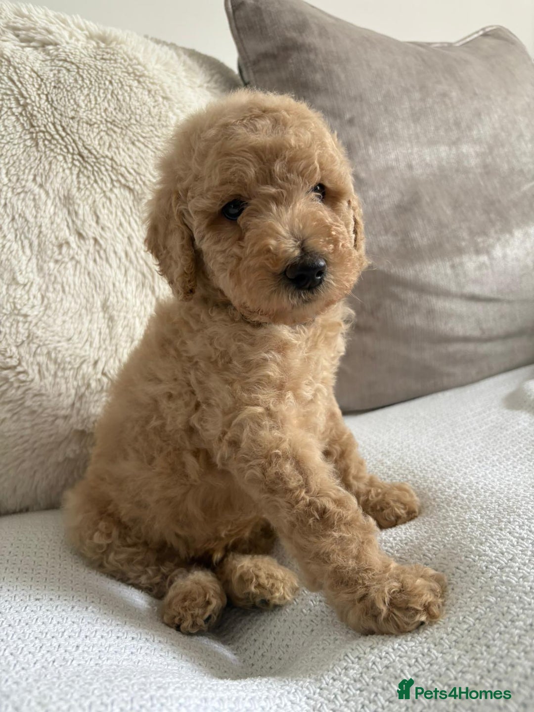 Standard Poodle dogs for sale: Stunning KC Standard Poodle Puppies for sale - Image 14