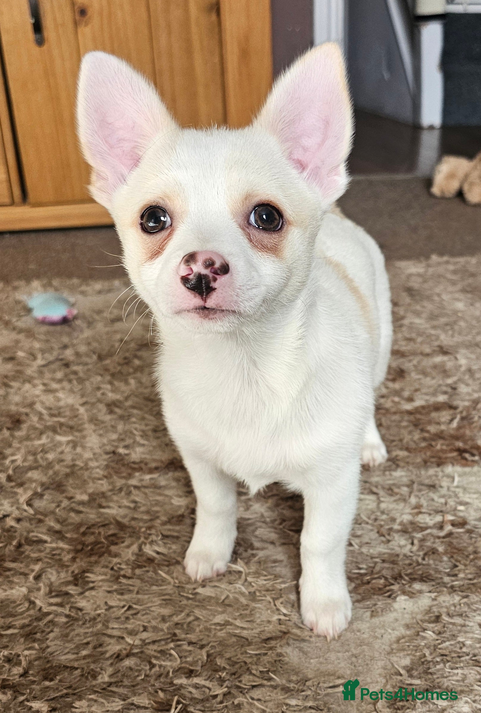 Pomchi dogs Adorable Pomchi Puppies - Viewings now welcome - Advert 8