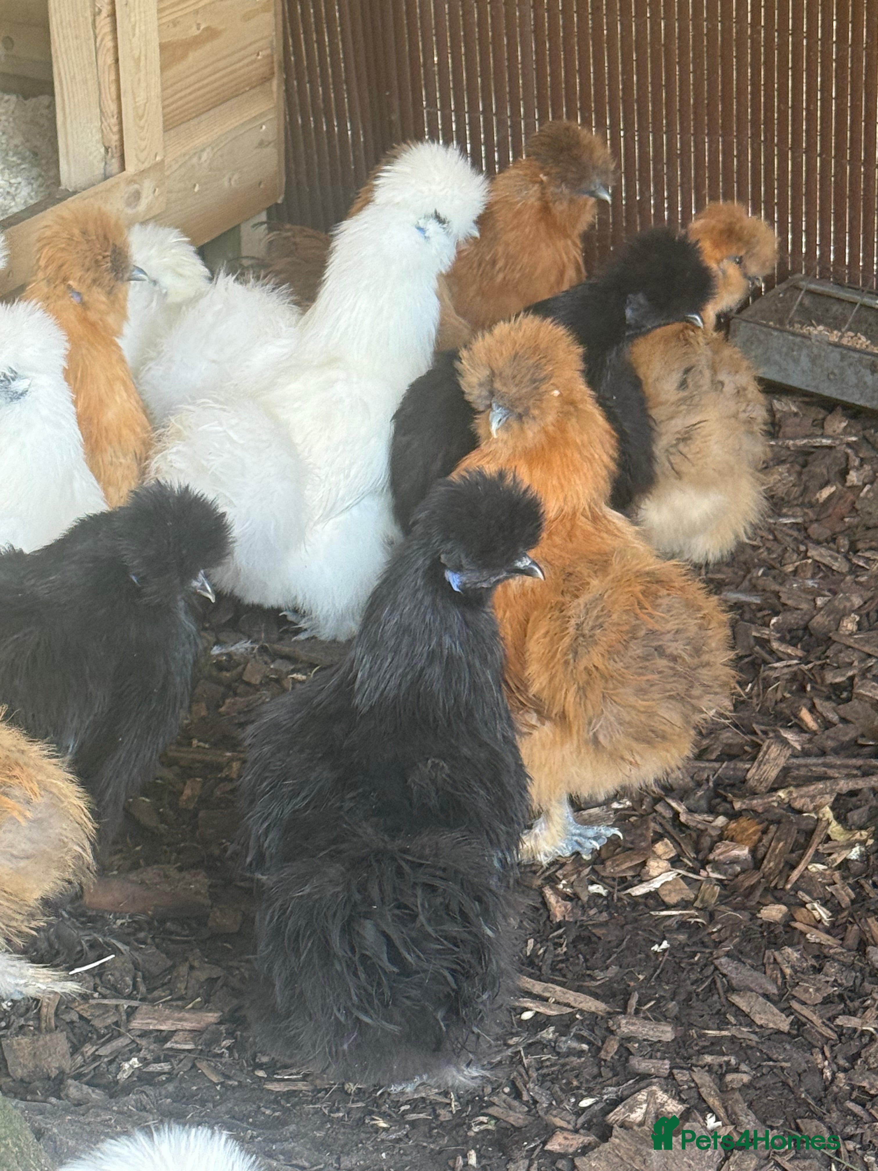 Chickens poultry POL silkies various colours available  - Advert 14