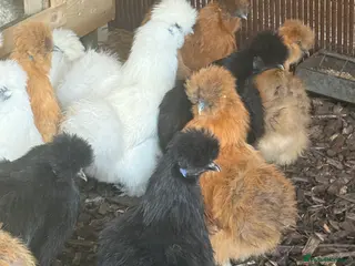 Chickens poultry POL silkies various colours available - Advert 14