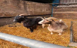 Goats livestock for sale: Lovely mother and son Pygmy mix goats  - Image 2