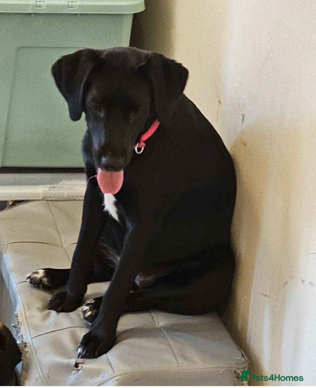 Labrador Retriever dogs for sale: Labrador female 10 months - Image 2