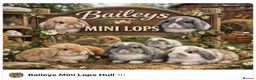 Mini Lop rabbits for sale: Baileys Mini lops on Facebook  - Advert 1