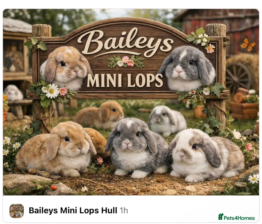 Mini Lop rabbits for sale: Baileys Mini lops on Facebook  - Advert 1