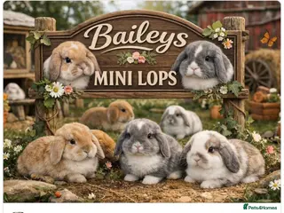 Mini Lop rabbits Baileys Mini lops on Facebook - Advert 8