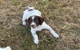 English Springer Spaniel dogs for sale: Ready to go Male KC Registered ESS Puppies  - Image 8