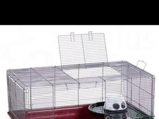 Hamster rodents - Advert 16