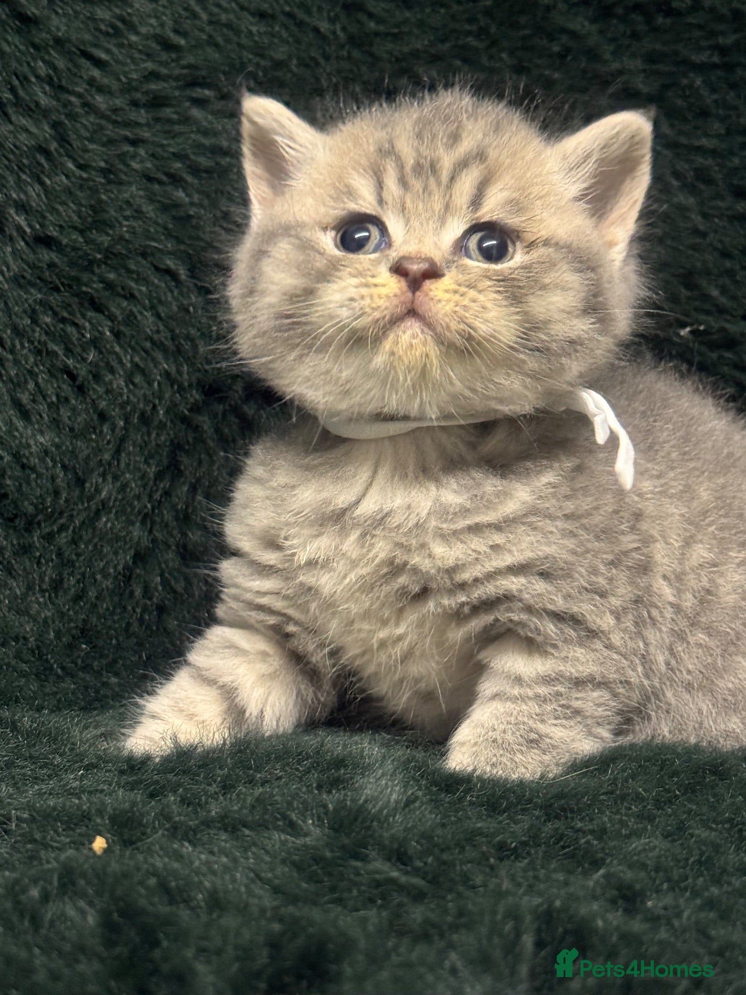 British Shorthair cats British short hair/ Scottish striaghts - Advert 1