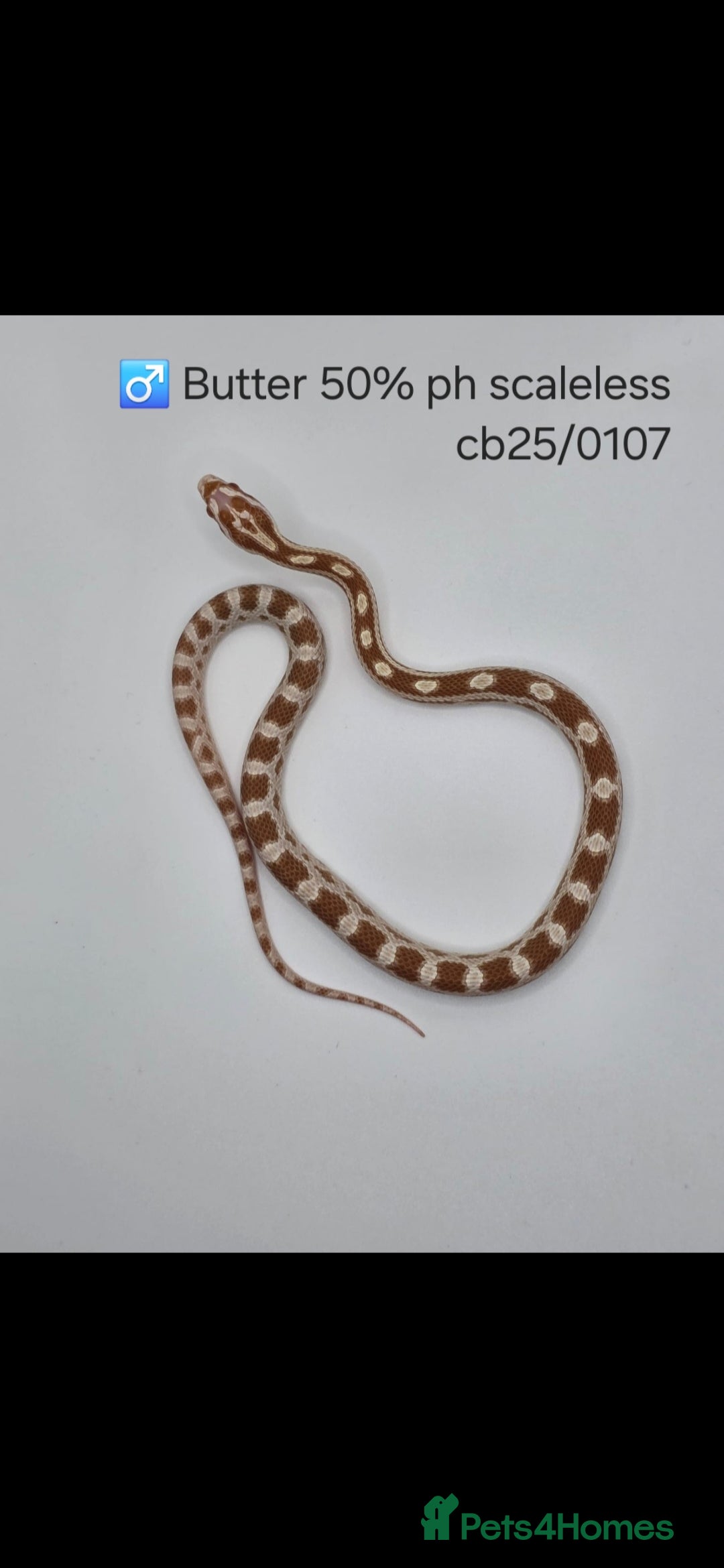 Corn Snake reptiles for sale: Cornsnake Hatchlings - Image 4