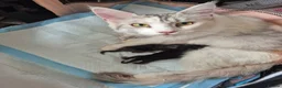 Maine Coon cats for sale: Beautiful Maine Coon baby floofs - Advert 1