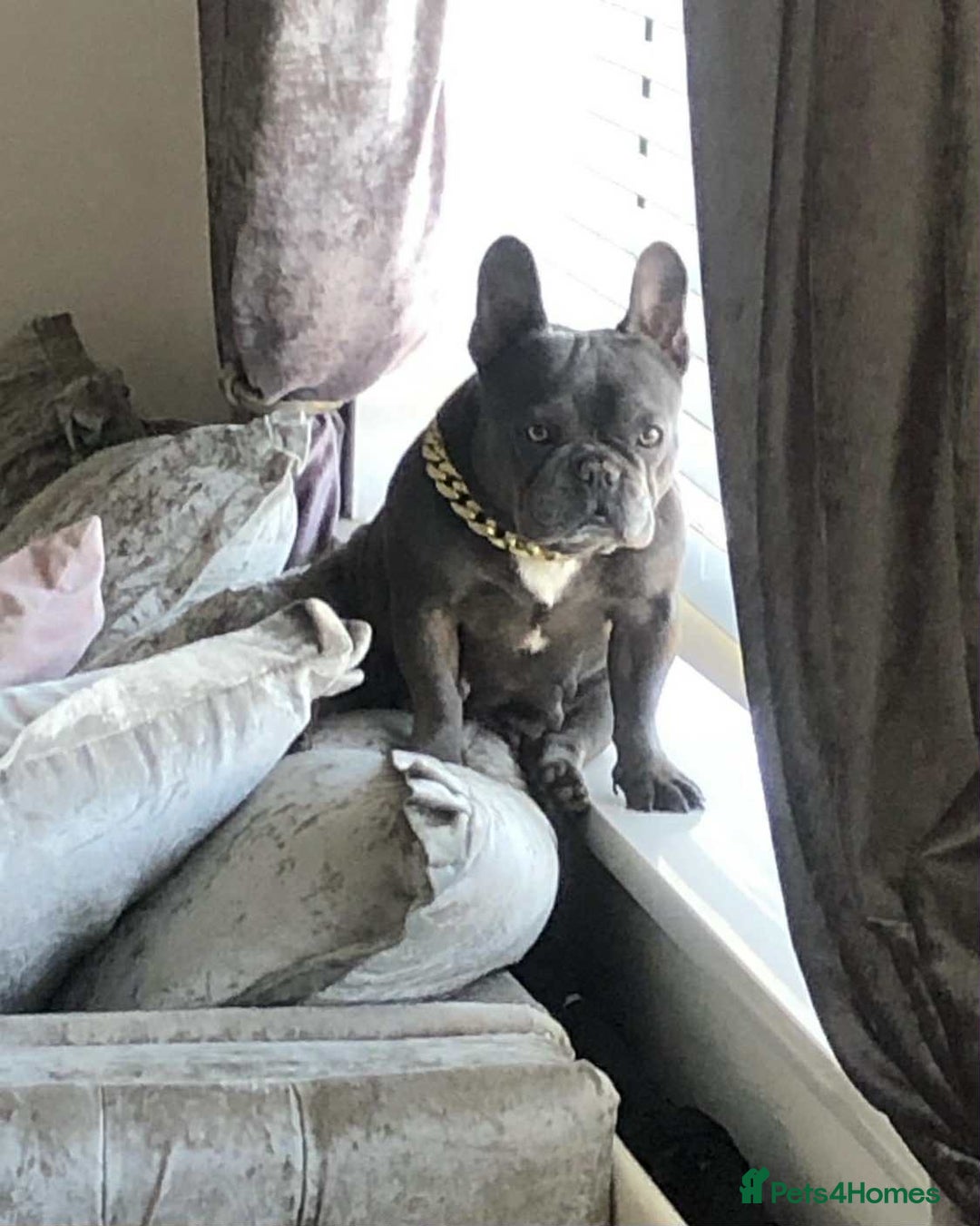 French Bulldog dogs for sale: French Bulldog - Image 4