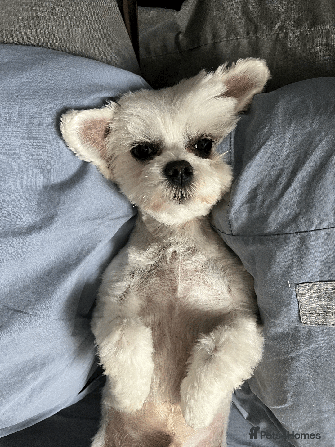 Maltese dogs for stud: Meet Miko! - Image 4