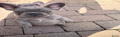 French Bulldog 1 (Sage) 