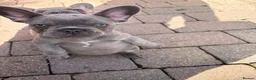 French Bulldog dogs for sale: Beautiful Girl French Bulldogs  - Advert 2