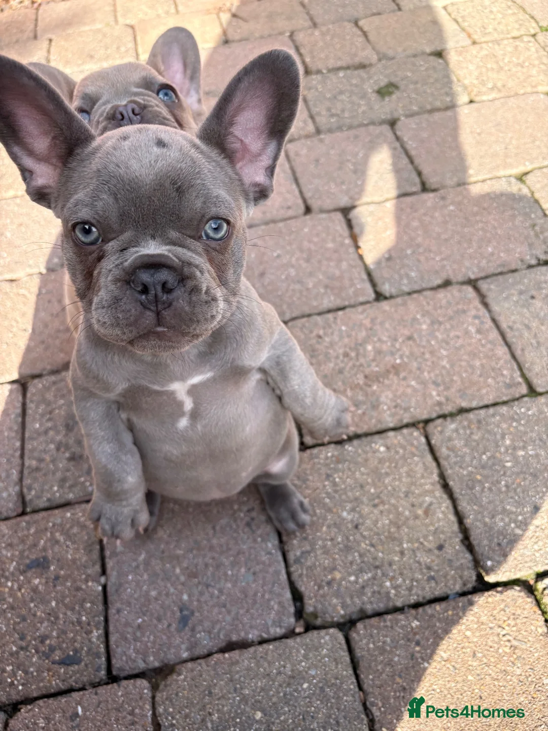 French Bulldog dogs for sale: Beautiful Girl French Bulldogs  - Advert 2
