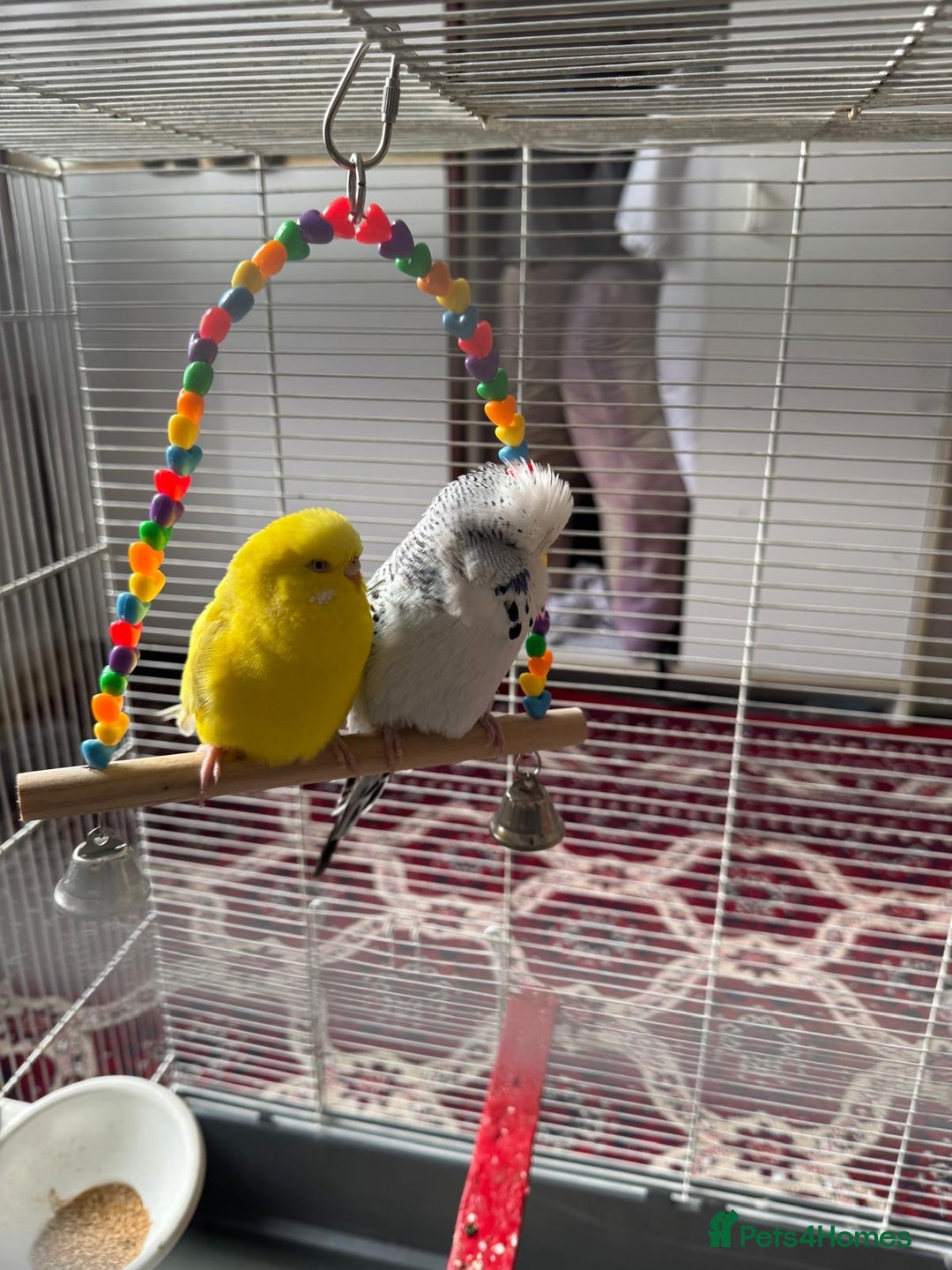 Budgerigars birds for sale: Yellow and Blue Budgerigars  - Image 2